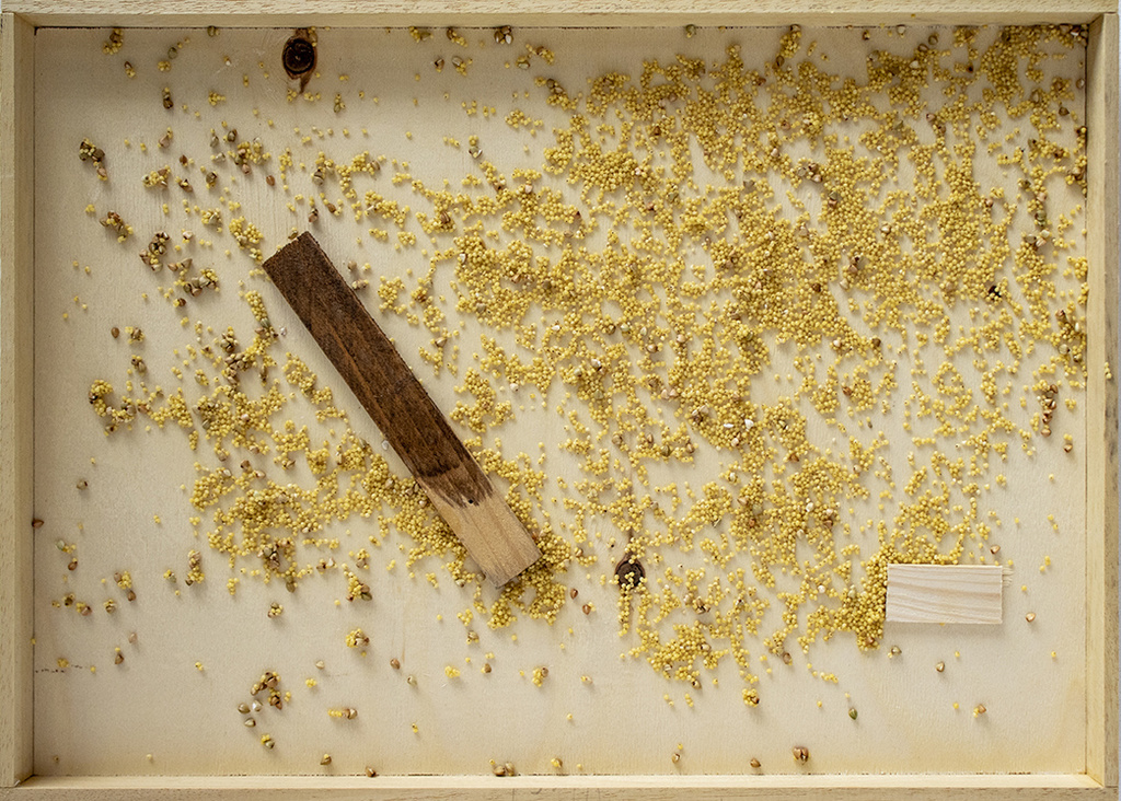 Photo of a wooden box with seeds in it.