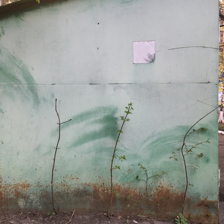 Photo of trees growing on the side of a building.