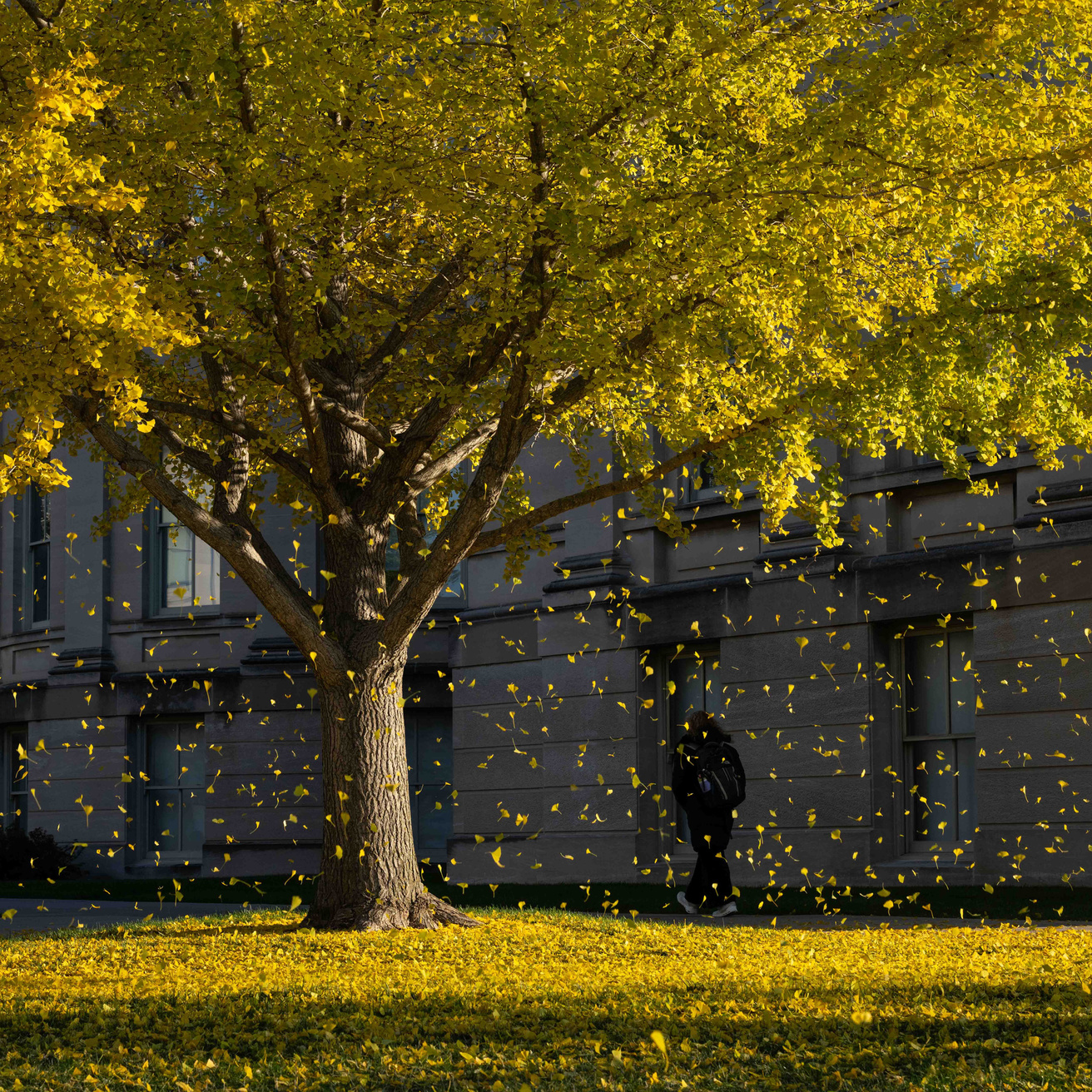 ginkgo tree in autumn