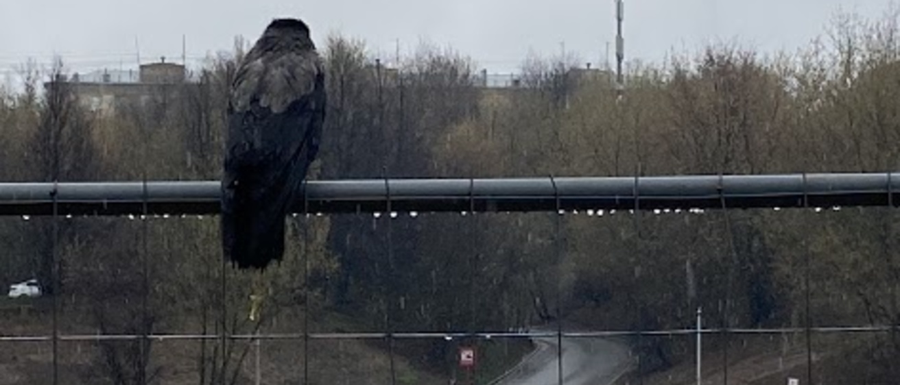 bird on a fence looking over a river