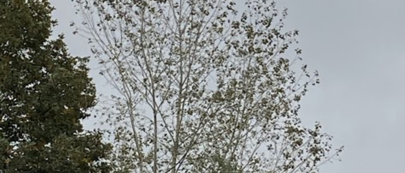 birds in a tree in fall