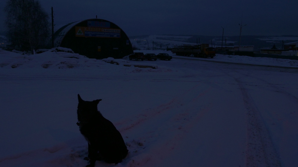 Photo of dog in snow at night.