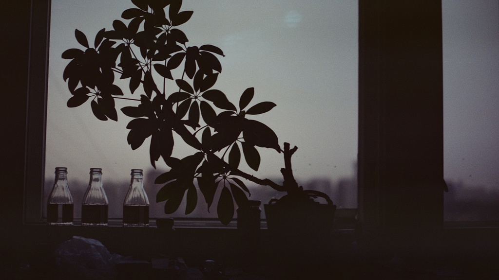 Photo of a backlit plant in front of a window where the sun is setting outside.