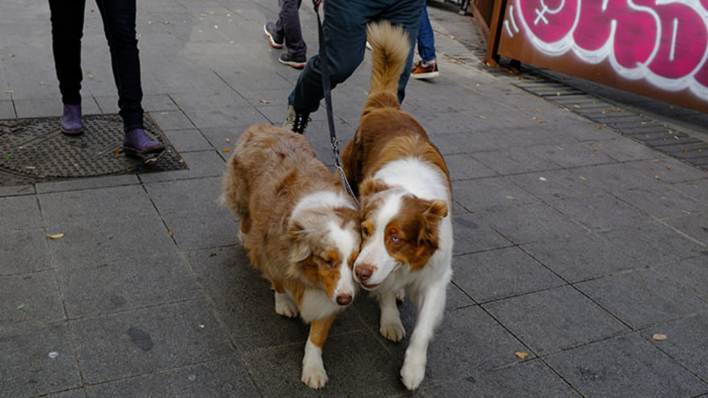 Two dogs being walked with pink graffiti in the background.