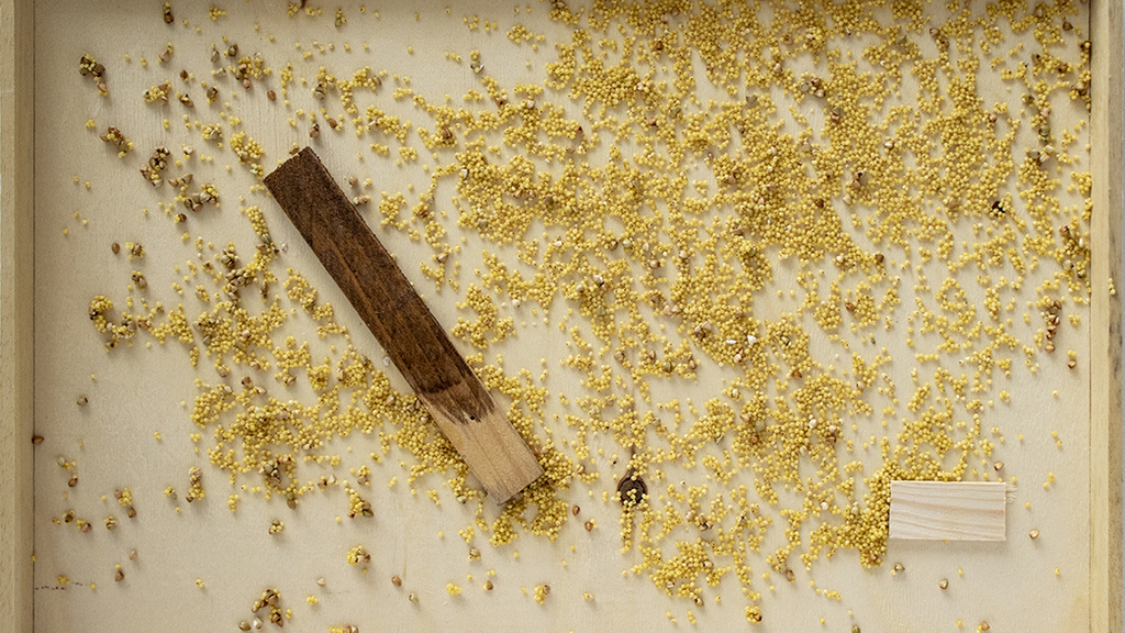 Photo of a wooden box with seeds in it.