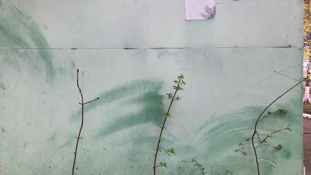 Photo of trees growing on the side of a building.